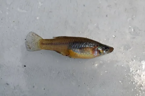 Mosquitofish — Fredlyfish4 / Wikimedia Commons / CC BY-SA 3.0