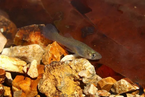 Mosquitofish — Dominic / Wikimedia Commons / CC BY 4.0