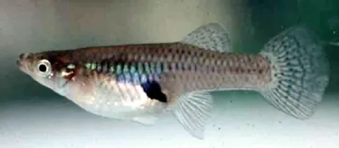 Mosquitofish — Wikimedia Commons / Public domain
