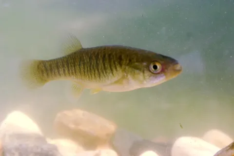 Mummichog — Brian.gratwicke at English Wikipedia / Wikimedia Commons / CC BY 2.5