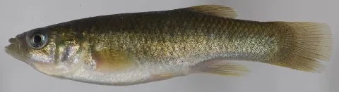 Mummichog — Smithsonian Environmental Research Center / Wikimedia Commons / CC BY 2.0