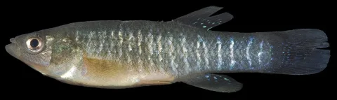Mummichog — Smithsonian Environmental Research Center / Wikimedia Commons / CC BY 2.0