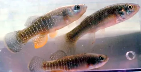 Mummichog — NOAA / Wikimedia Commons / Public domain