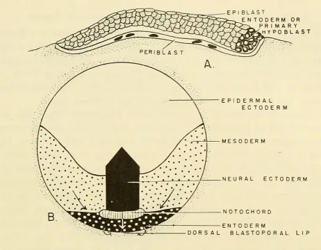 Mummichog — Nelsen, Olin E. / Wikimedia Commons / Public domain