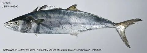 Narrow-barred Spanish mackerel — The U.S. Food and Drug Administration / Wikimedia Commons / Public domain