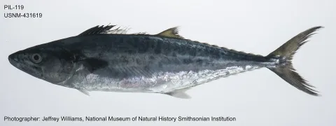 Narrow-barred Spanish mackerel — The U.S. Food and Drug Administration / Wikimedia Commons / Public domain