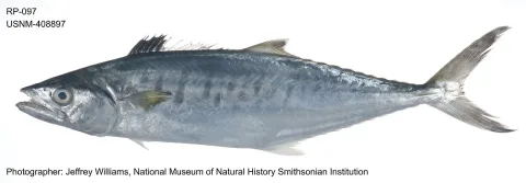 Narrow-barred Spanish mackerel — The U.S. Food and Drug Administration / Wikimedia Commons / Public domain