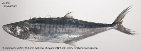 Narrow-barred Spanish mackerel — The U.S. Food and Drug Administration / Wikimedia Commons / Public domain