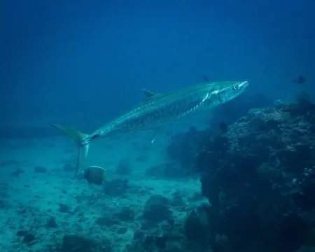 Narrow-barred Spanish mackerel — ppericard / Wikimedia Commons / CC BY 4.0