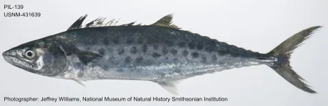 Narrow-barred Spanish mackerel — The U.S. Food and Drug Administration / Wikimedia Commons / Public domain