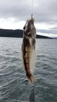 New Zealand blue cod — Kane Fleury / Wikimedia Commons / CC BY 4.0