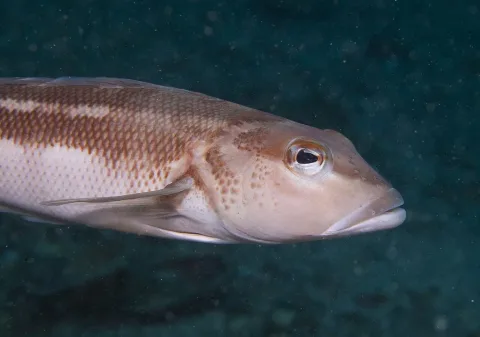 New Zealand blue cod — Daan Hoffmann / Wikimedia Commons / CC BY-SA 4.0