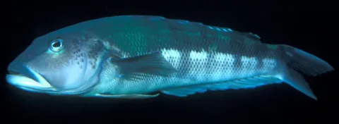 New Zealand blue cod — Wikimedia Commons / Public domain