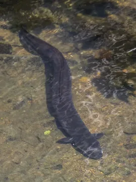 New Zealand longfin eel — Charles J. Sharp / Wikimedia Commons / CC BY-SA 4.0