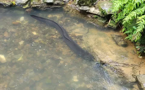 New Zealand longfin eel — Squeegie / Wikimedia Commons / CC0