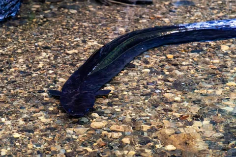 New Zealand longfin eel — Nil NZ / Wikimedia Commons / CC BY-SA 4.0