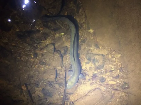 New Zealand longfin eel — nick_goldwater / Wikimedia Commons / CC BY 4.0