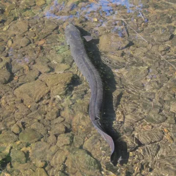 New Zealand longfin eel — wild_wind / Wikimedia Commons / CC BY 4.0