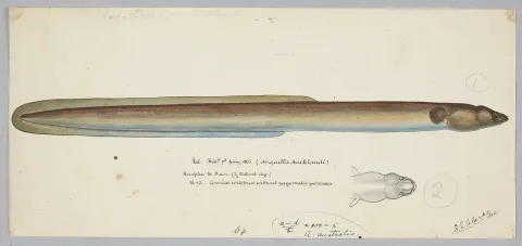 New Zealand longfin eel — Frank Edward Clarke / Wikimedia Commons / Public domain