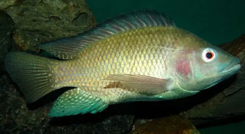 Nile tilapia — Bjørn Christian Tørrissen / Wikimedia Commons / CC BY-SA 3.0