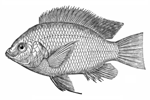 Nile tilapia — W H Flower / Wikimedia Commons / Public domain