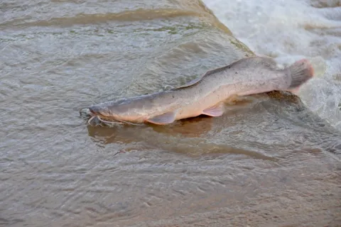 North African catfish — Bernard DUPONT from FRANCE / Wikimedia Commons / CC BY-SA 2.0