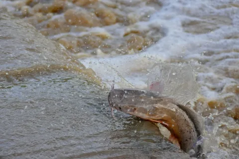 North African catfish — Bernard DUPONT from FRANCE / Wikimedia Commons / CC BY-SA 2.0