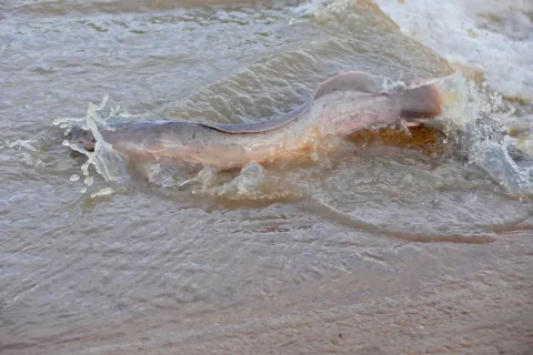 North African catfish — Bernard DUPONT from FRANCE / Wikimedia Commons / CC BY-SA 2.0