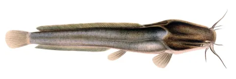 North African catfish — Unknown authorUnknown author / Wikimedia Commons / Public domain