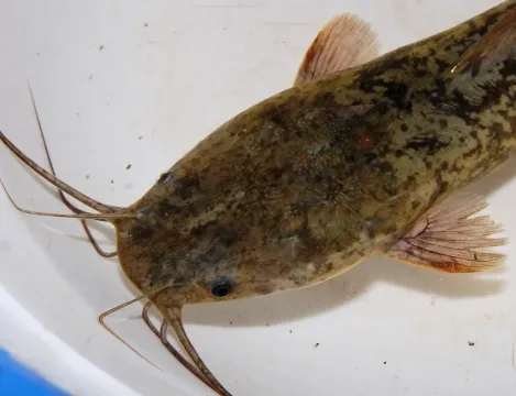 North African catfish — W.A. Djatmiko (Wie146) / Wikimedia Commons / CC BY-SA 3.0