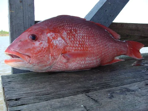 Northern red snapper — Geeklikepi / Wikimedia Commons / CC BY-SA 3.0