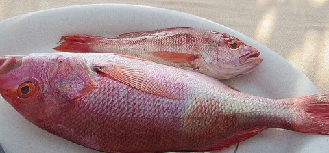 Northern red snapper — Dick Culbert from Gibsons, B.C., Canada / Wikimedia Commons / CC BY 2.0