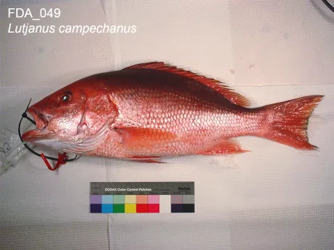 Northern red snapper — The U.S. Food and Drug Administration / Wikimedia Commons / Public domain
