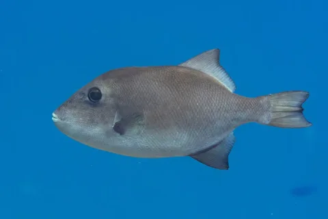 Ocean triggerfish — Diego Delso / Wikimedia Commons / CC BY-SA 4.0