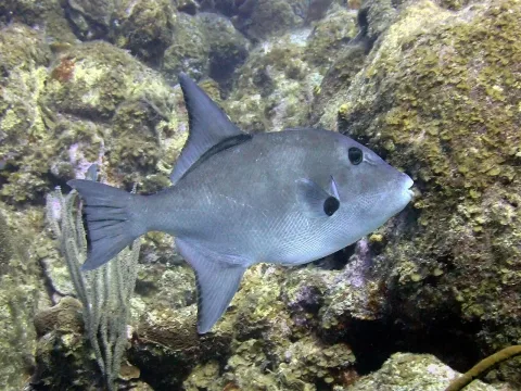 Ocean triggerfish — Dan Schofield / Wikimedia Commons / CC BY 4.0