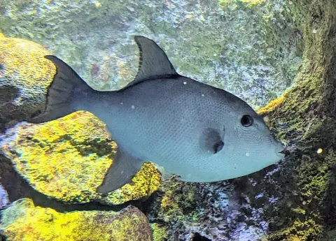 Ocean triggerfish — Eturowski / Wikimedia Commons / CC BY-SA 4.0