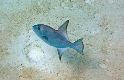 Ocean triggerfish — James St. John / Wikimedia Commons / CC BY 2.0