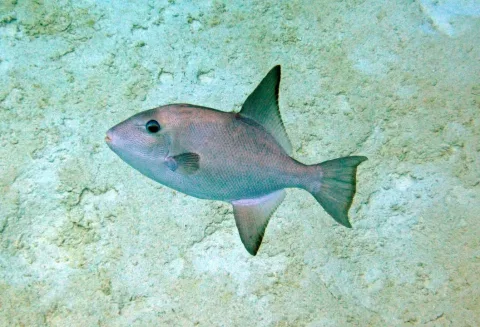 Ocean triggerfish — James St. John / Wikimedia Commons / CC BY 2.0