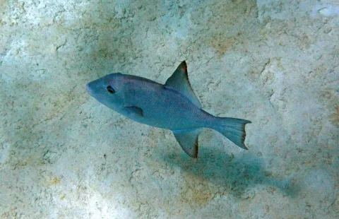 Ocean triggerfish — James St. John / Wikimedia Commons / CC BY 2.0