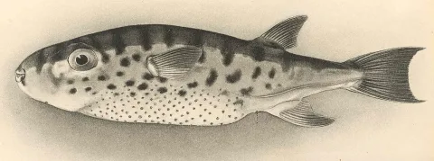 Oceanic puffer — David Starr Jordan / Barton Warren Evermann / Wikimedia Commons / Public domain