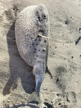 Oceanic puffer — kwalks146 / Wikimedia Commons / CC BY 4.0
