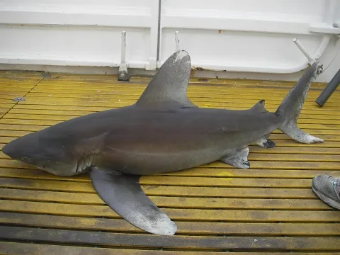 Oceanic whitetip shark — Allen Shimada, NOAA NMFS OST / Wikimedia Commons / Public domain