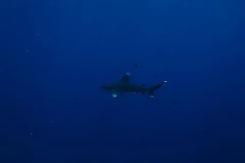 Oceanic whitetip shark — Marc Taquet / Wikimedia Commons / CC BY 4.0