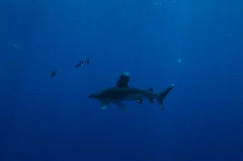 Oceanic whitetip shark — Marc Taquet / Wikimedia Commons / CC BY 4.0