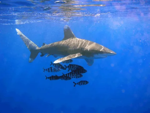 Oceanic whitetip shark — The original uploader was OldakQuill at English Wikipedia. / Wikimedia Commons / CC BY-SA 3.0