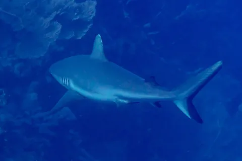 Oceanic whitetip shark — Diego Delso / Wikimedia Commons / CC BY-SA 4.0