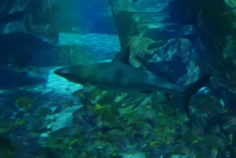 Oceanic whitetip shark — user:Хомелка / Wikimedia Commons / CC BY 3.0
