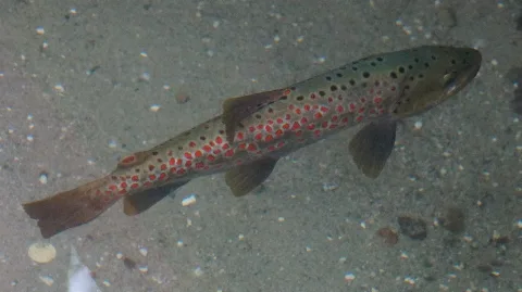 Ohrid trout — Albinfo / Wikimedia Commons / CC BY-SA 3.0