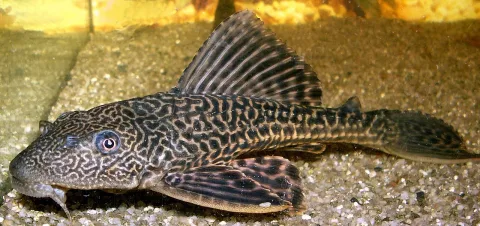 Orinoco sailfin catfish — Paweł Cieśla Staszek_Szybki_Jest / Wikimedia Commons / CC BY-SA 4.0