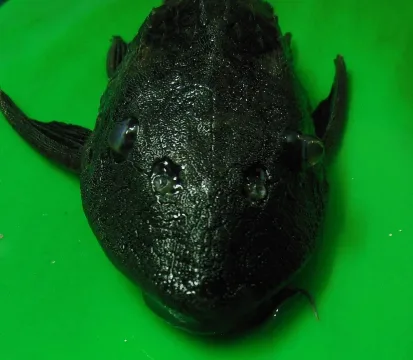 Orinoco sailfin catfish — HitroMilanese / Wikimedia Commons / CC BY-SA 4.0